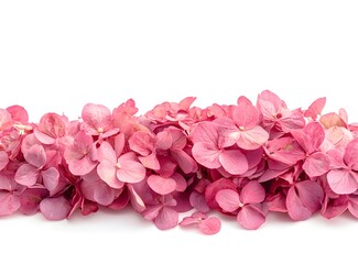 Obraz premium Vibrant pink hydrangea petals arranged in a beautiful line showcasing their delicate texture and fresh appearance, perfect for floral arrangements and decorations