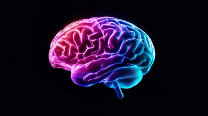 Illuminated Human Brain Anatomy - Vibrant of a human brain, showcasing its intricate structure with glowing pink and blue hues against a black background