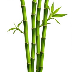 Obraz premium Grouping of several stalks of green bamboo with small leaves isolated on white background