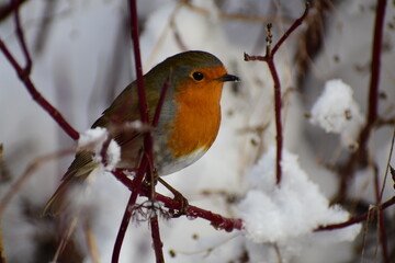 robin bird in a branch covered in snow