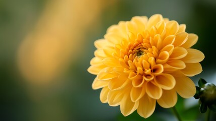 A Close-Up of a Vibrant Yellow Dahlia Flower
