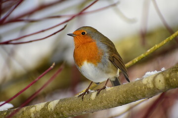 robin bird in a branch covered in snow