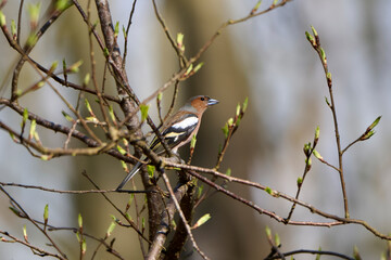 in the tree sits a finch, among the budding green of spring