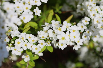 満開のユキヤナギ