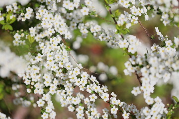 満開のユキヤナギ