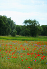 Beautiful summer landscape of red poppy blooming and cornflowers on green meadow