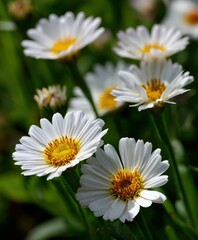 Fototapeta premium Beautiful daisies blooming in a vibrant garden setting