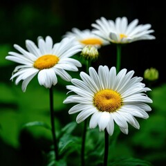 Obraz premium Close-up view of white daisies growing in green foliage