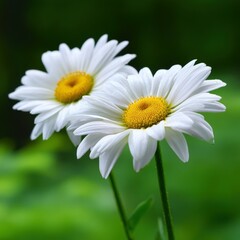Obraz premium Beautiful daisies bloom in a lush garden setting