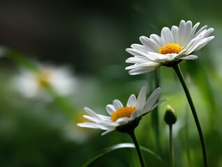 Beautiful daisies blooming in a lush green garden
