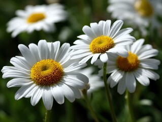 Obraz premium Bright daisies blooming in a sunlit garden
