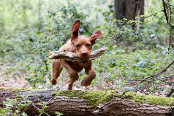 vizsla in the park