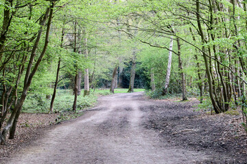 road in the forest