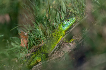 Green lizard (Lacerta bilineata) warming itself in the sun in spring.