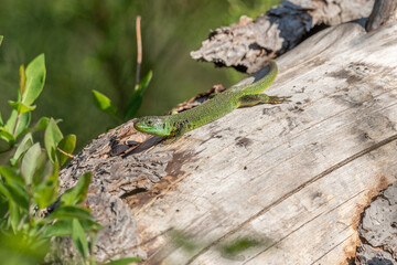 Green lizard (Lacerta bilineata) warming itself in the sun in spring.