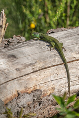 Green lizard (Lacerta bilineata) warming itself in the sun in spring.