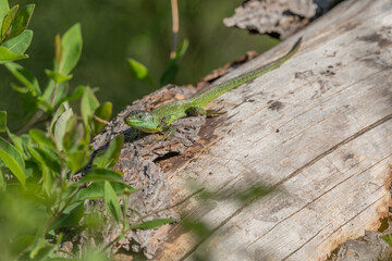 Green lizard (Lacerta bilineata) warming itself in the sun in spring.