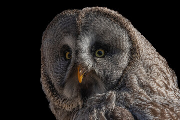 Great Grey Owl (Strix nebulosa) portrait. Captive raptor show.