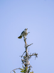 Bird perched in its tree