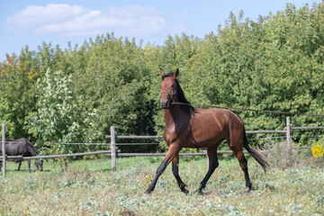 Beautiful thoroughbred horse on a ranch in summer.