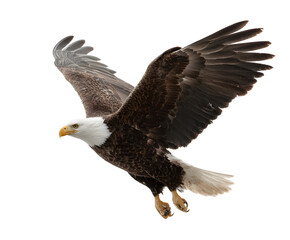 Fototapeta premium Majestic bald eagle soars high. Its powerful wings spread wide, symbolizing freedom and strength. A symbol of nature's grandeur.