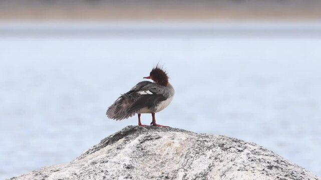 A common merganser hen (Mergus merganser) preens her feathers while perched on a lakeside rock at Eagle Lake in Lassen County, California, surrounded by calm water.
