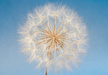 Fototapeta premium large fluffy dandelion on a blue background