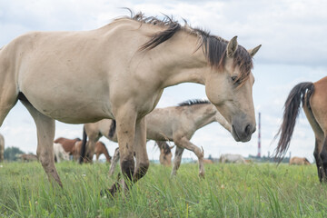 Obraz premium Beautiful thoroughbred horse on a ranch in summer.