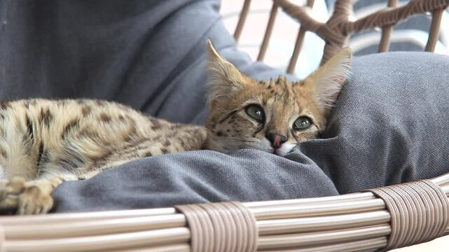 F1 hp Savannah purebred cat kitten peacefully sleeping on a cozy hanging chair. 