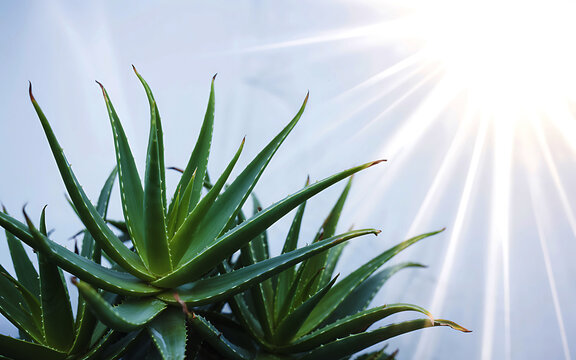 Fototapeta Close-up of fresh green aloe vera plant with natural light, perfect for skincare and wellness themes