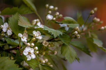 Blooming aronia melanocarpa close-up. Black chokeberry (Aronia melanocarpa) white flowers with green leaves