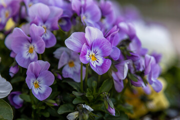Purple pansy flowers in spring park. Pansies blossom close-up