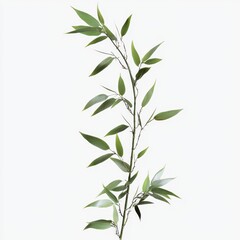 Obraz premium Elegant Green Leafy Branch Isolated on White Background for Natural Decor and Botanical Illustrations