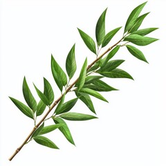 Fototapeta premium Green branch with fresh leaves isolated on white background, perfect for nature, gardening, and eco-friendly themes