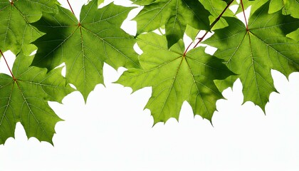 Fototapeta premium green leaves isolated on white