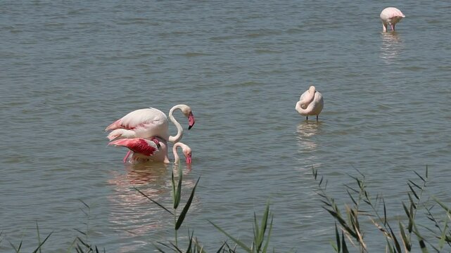 Pareja de flamencos phoenicopterus roseus copulando en el parque natural el Hondo, Espa&ntilde;a