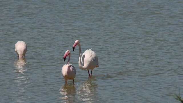 Pelea de dos flamencos Phoenicopterus macho roseus durante el cortejo de una hembra, parque natural el Hondo, Espa&ntilde;a