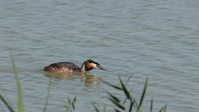 Somormujo Podiceps cristatus mira como pasa pato colorado Netta rufina hembra por su lado, parque natural el Hondo, Espa&ntilde;a