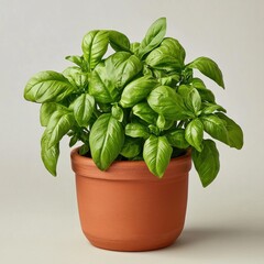 A vibrant basil plant in a terracotta pot, showcasing lush green leaves and healthy growth, perfect for culinary use.