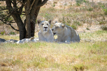 White lionesses