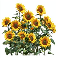 Fototapeta premium Bright and Cheerful Sunflower Field with Vibrant Yellow Blooms Surrounded by Lush Green Leaves in Full Blooming Glory