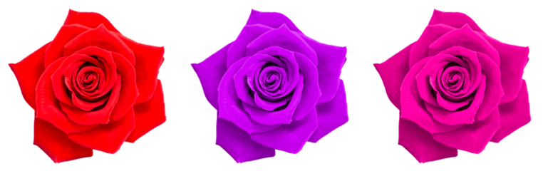 red, purple, pink rose colors isolated on white background