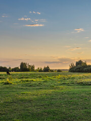 Fototapeta premium A field with a few trees and a few cows