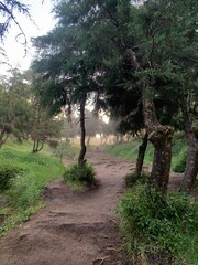 path in the woods