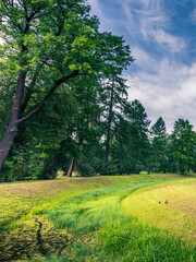 A lush green field with a path running through it