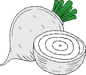 White  radish vegetable cartoon style drawing.