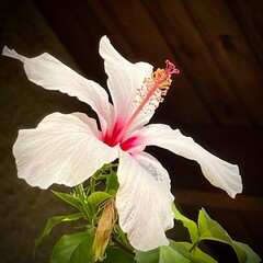 Hibiscus Grandiflorus (Swamp Rose Mallow) — White Flower Bloom with Pink Center on Dark Background © AlmerGungor