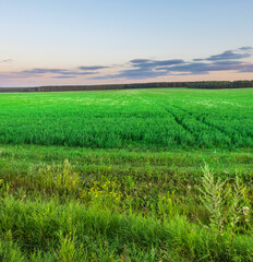 Fototapeta premium A field of green grass with a few trees in the background