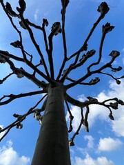 Leafless Tree Branches with Clear Blue Sky Background. Shot from below. 
