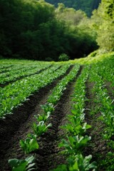 Obraz premium Field of Lettuce in Forest